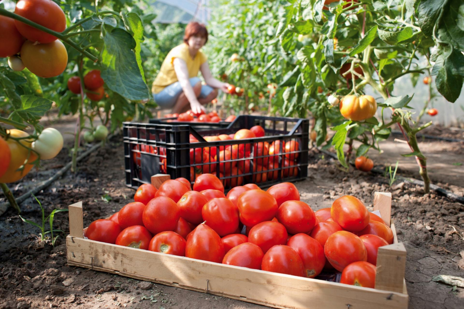 В сенате отмечают увеличение карантинных продуктов в импорте