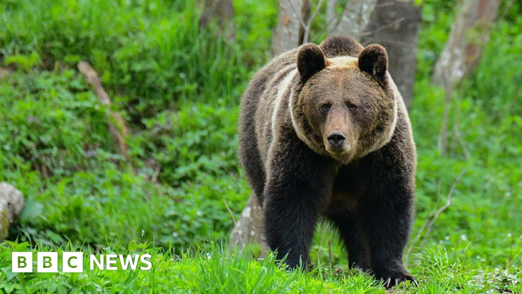 В Польше медведь насмерть загрыз женщину в лесу