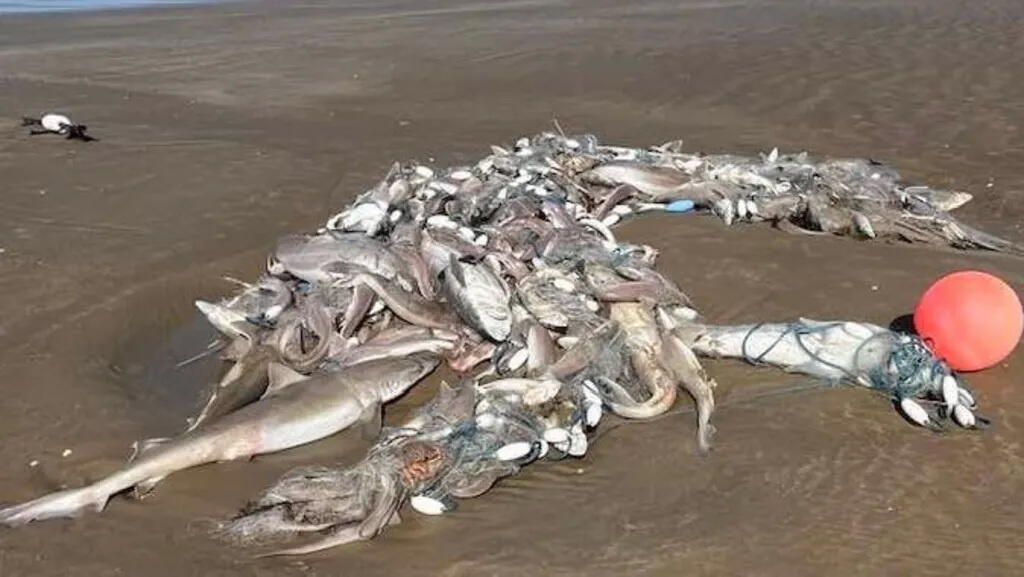 В Британии на берегу нашли сотни кошачьих акул