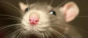 В пригороде Алматы опасаются эпидемии