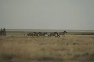 Семь лошадей Пржевальского выпустили в дикую природу Центрального Казахстана