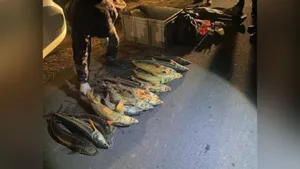 Более 450 килограммов незаконно выловленной осетровой рыбы изъяли у жителя Мангистау