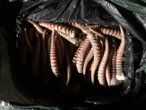 Контрабанду крупной партии рогов сайги задержали в области Жетісу