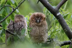 Қазақстанның бірқатар өңірінде жаңбыр сақталады